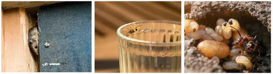 Avayda Pest Control Kelowna