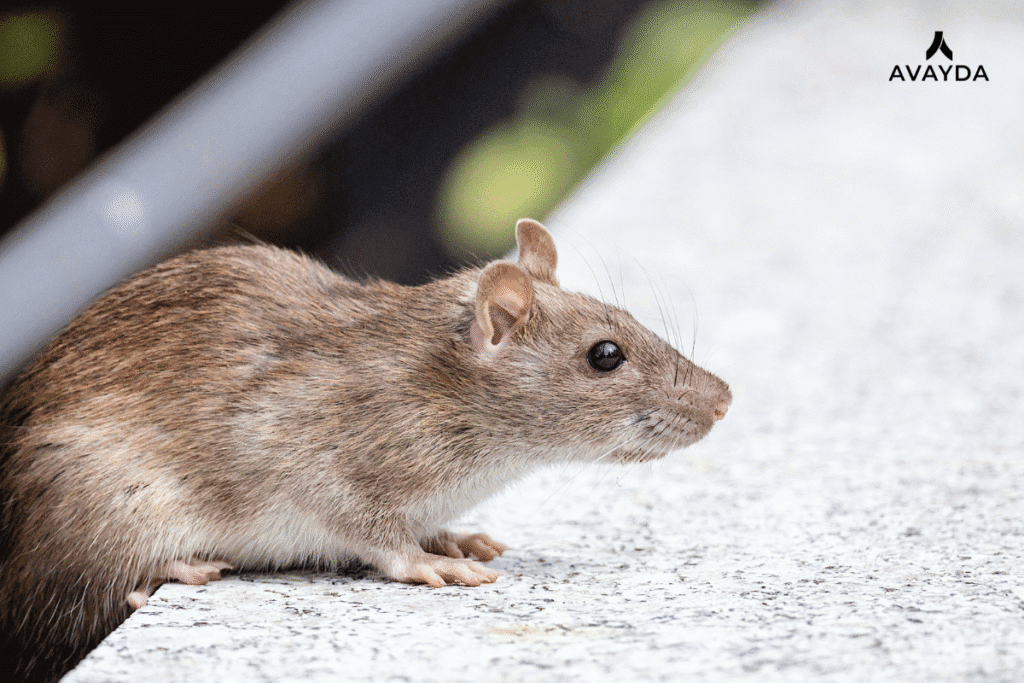 Avayda Pest Control Calgary