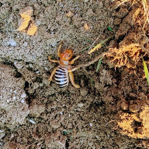 Falls Pest Services