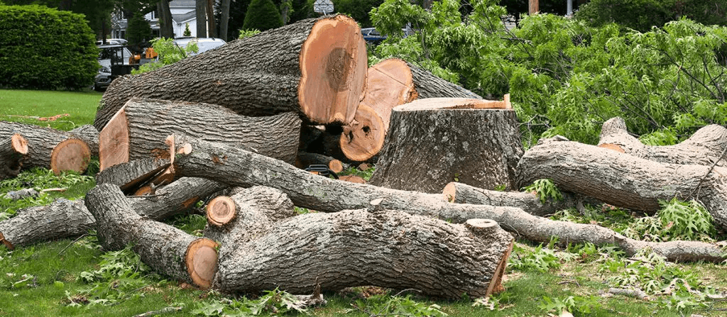 Ducks Tree And Stump Service